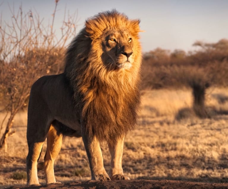 Ein stehender Löwe als Sinnbild für Motivation, Fokus und innere Stärke nach den Ferien – bereit, neue Ziele zu erreichen.